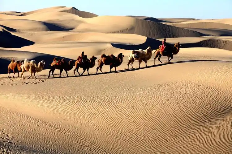 沙漠驼队
