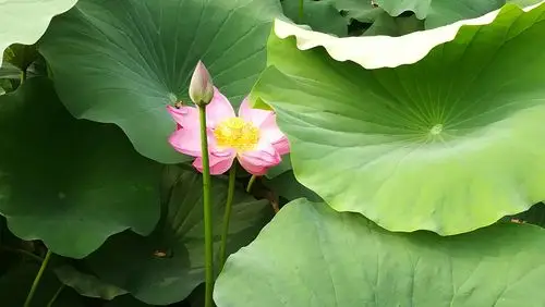 盛夏赏荷——2018,大美,唐山!