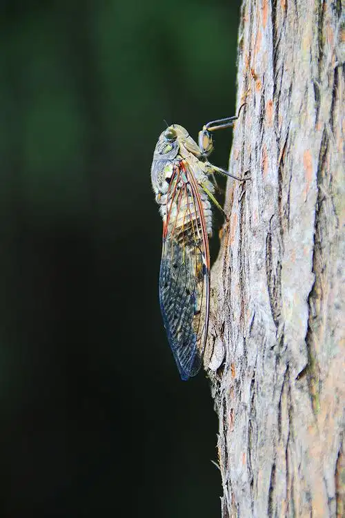 蝉(cicada)与蝉蜕