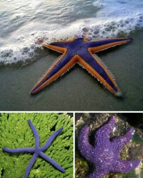 紫海星,