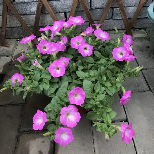 垂吊矮牵牛盆栽  进口牵牛花百万小铃 舞春花带