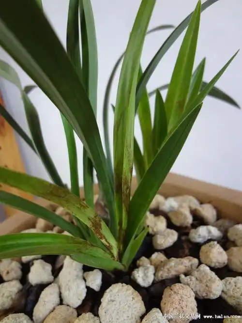 新叶锈斑,求高手指点-病害诊断-中国兰花交易网社区