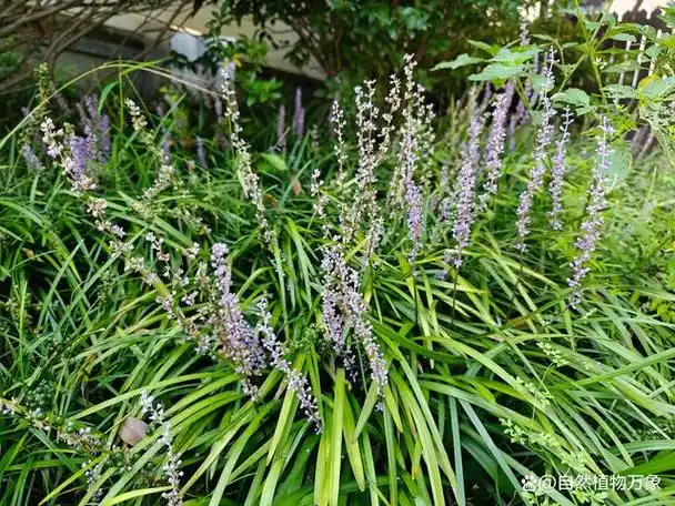 阔叶山麦冬,它是一种多年生常绿"小家伙",城里的人们常常在街头绿化带