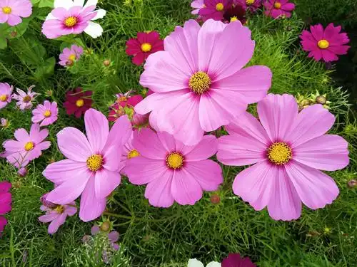 格桑花——幸福之花