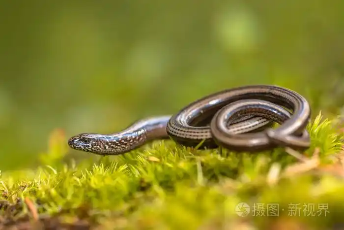 在苔藓上缓慢蠕虫