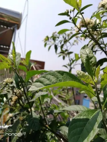 小舍蓠边栽种了八个月d南非叶开花喇!