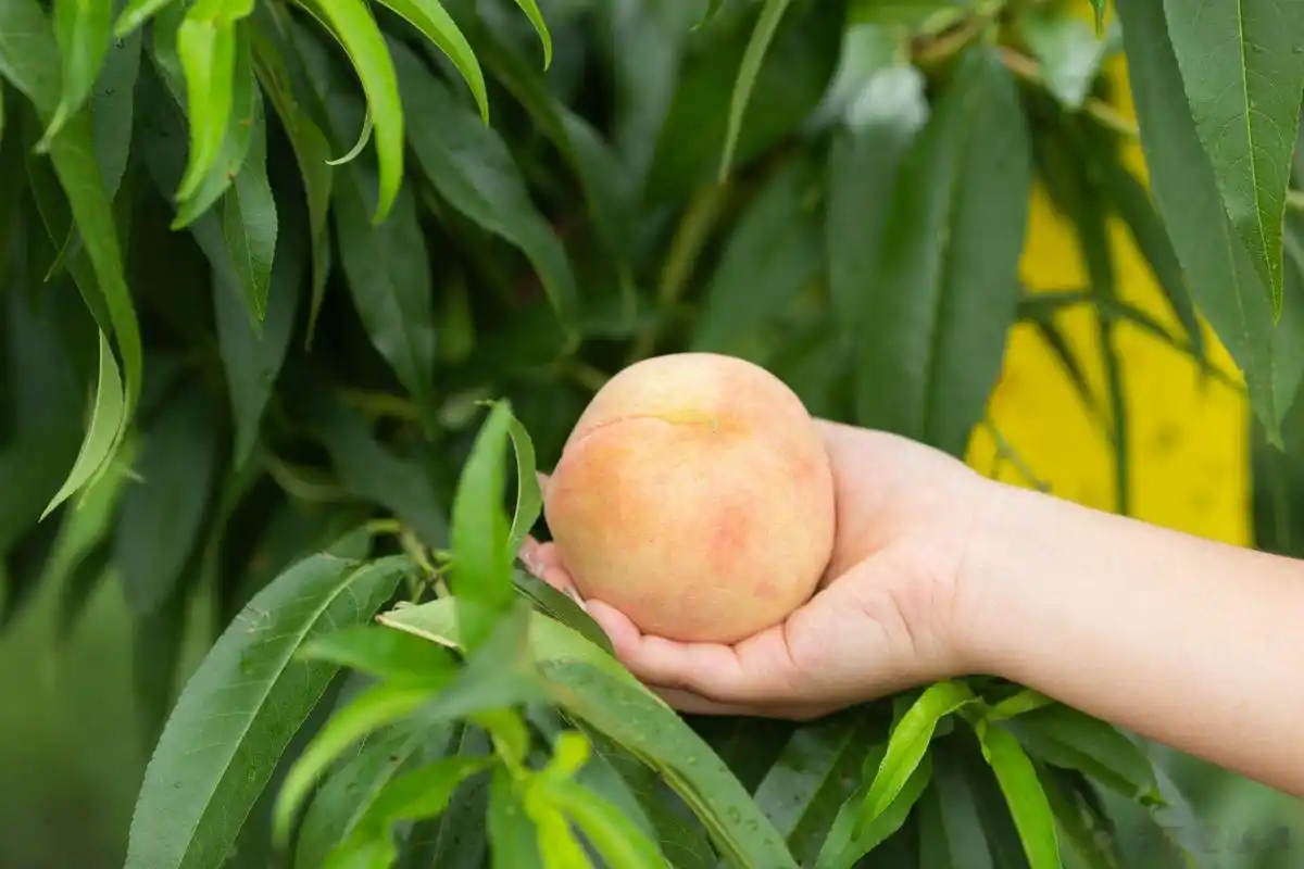 大妈的精选  『无锡阳山水蜜桃新鲜采摘个大饱满细腻香甜桃香浓郁ems