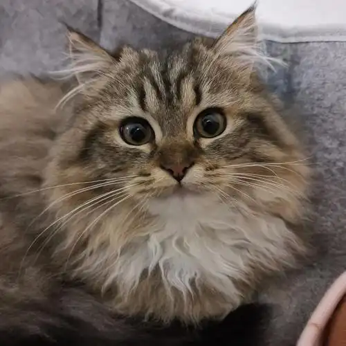 【领养】福州6个月长毛狸花猫妹妹