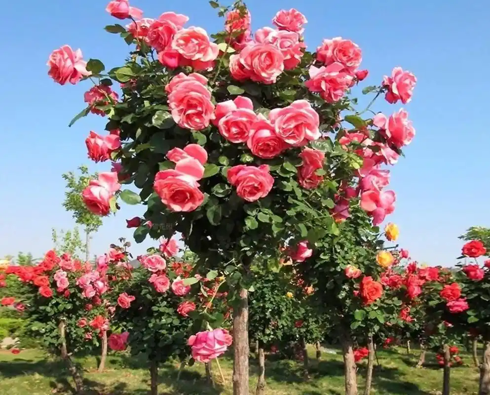 此花树北方也能种,家中有庭院的,一定要种植两棵,韵味十足