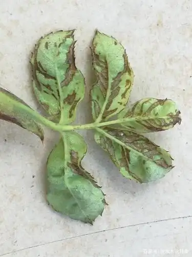 10大月季病害高清图谱及治疗方案,预防治疗两不误,内附药物清单