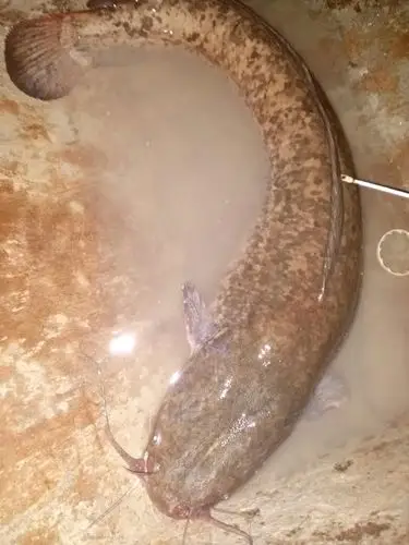 这是埃及,塘虱还是鲶鱼?六条胡子