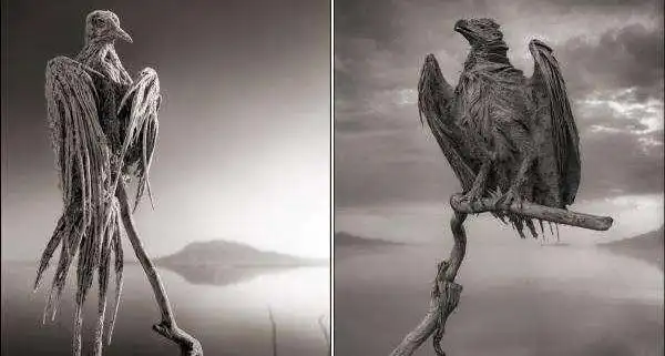 号称冥河的纳特龙湖为什么会出现这么多动物干尸