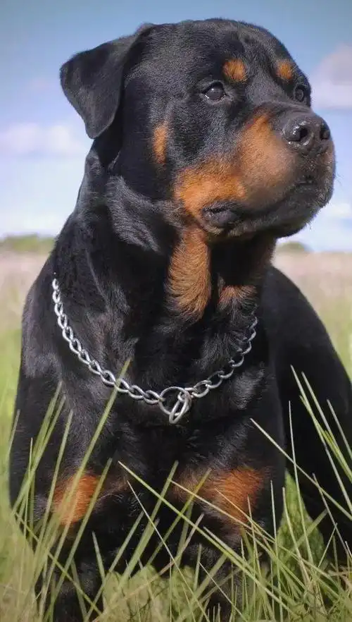 罗威纳犬的起源,特点及饲养详解