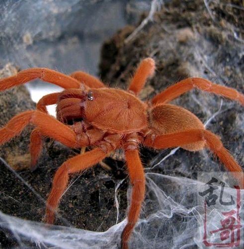 菲律宾橙蜘蛛7厘米公母爬虫爬宠艳丽橘色炫酷凶猛好玩 7厘米母 无饲养