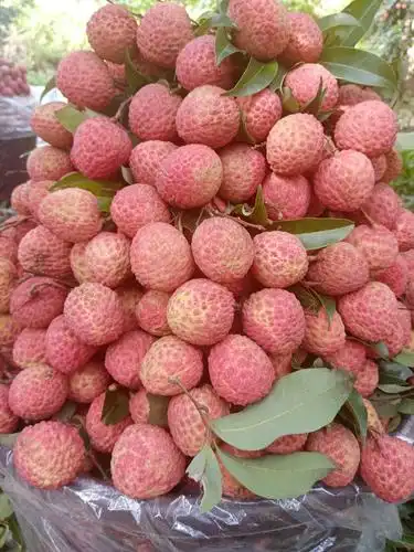 岭南佳果荔枝园.