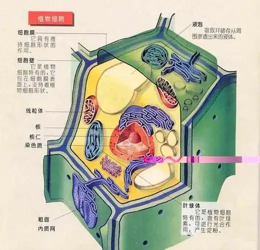 细胞(生物学中构成生物体的基本单位)