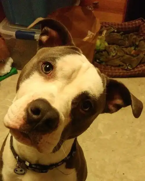 狗狗歪头是啥意思?卖萌还是生病了?