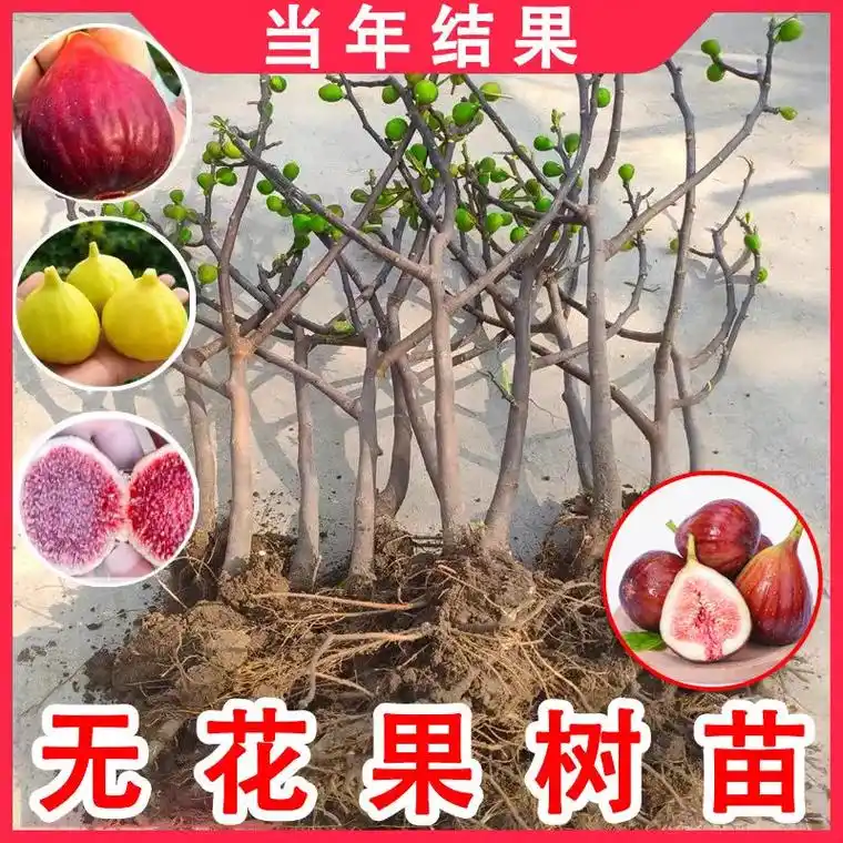 无花果树苗 多汁,味甜,果个大 布兰瑞克 果肉致密,色味浓甜 - 抖音