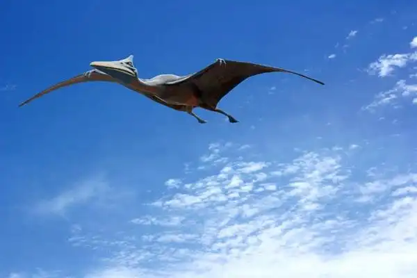 翼龙是怎么样飞行的翼膜产生上升浮力翅膀占身体20