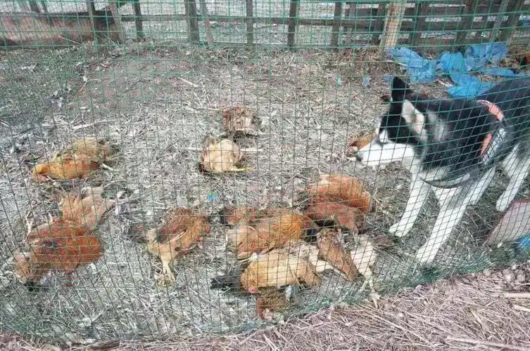 一老汉家20多只鸡"遇害","凶手"身上写着"我想搞对象"