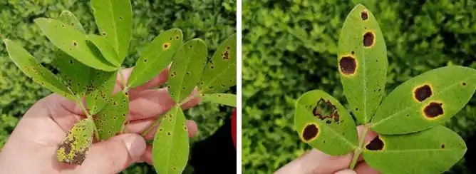 花生褐斑病又叫花生早斑病,是世界性普遍发生的病害.
