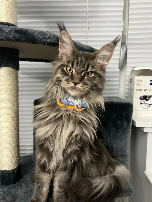 这只缅因猫在笑