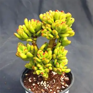 大颗招财猫多肉植物老桩玉树稀有进口阳台趣味盆栽净化空 嘟嘟家