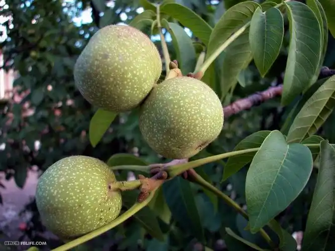 野核桃,以前还没见过!