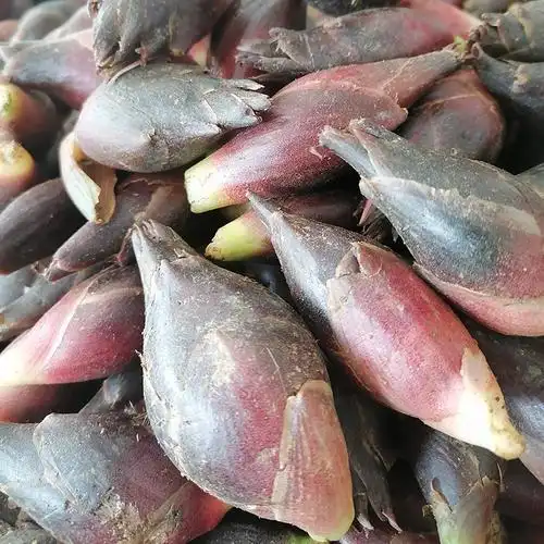 现货洋河野菜5斤蔬菜洋火姜洋火洋霍荷姜笋洋其它