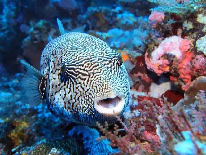 red whale dive center - map puffer fish on komodo island