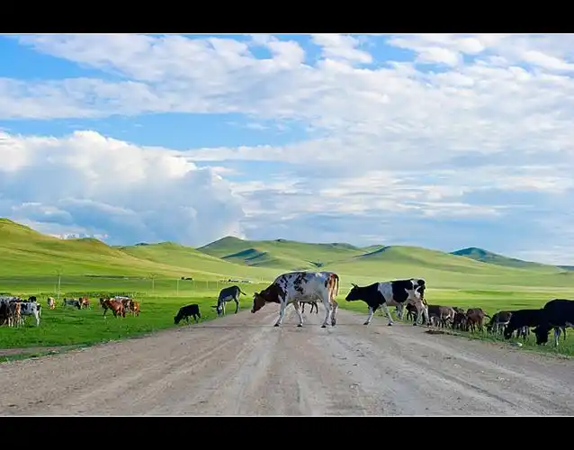 内蒙·美丽的草原牛羊肥壮马儿欢