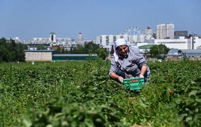 7月6日,一名女子在俄罗斯莫斯科地区的一个农场采摘草莓.