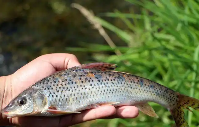 东北人的美味"三花五罗十八子"你知道这些都是什么鱼吗?一