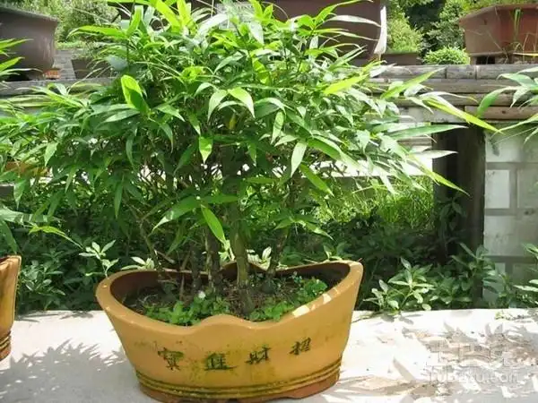 金镶玉竹盆景带你打开新视野