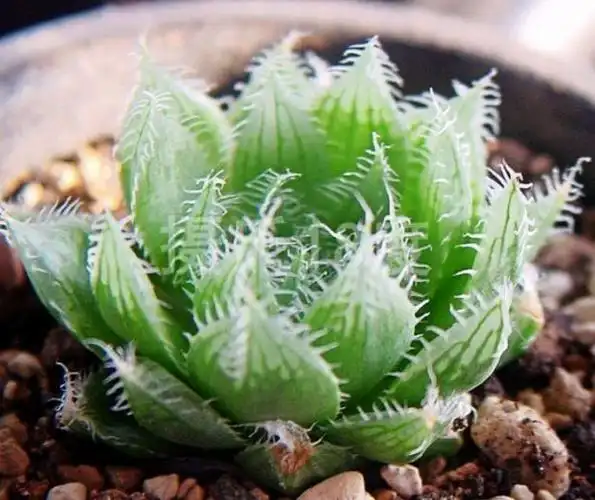 宝草的养殖方法介绍!