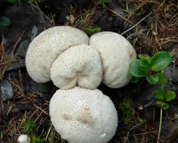 它长在柴垛下,人称"马屁包",如今极为珍贵,几百元一斤_食用_外表_环境