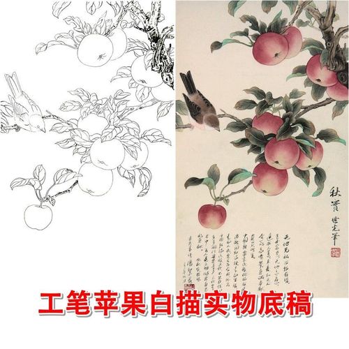 xt31工笔画白描底稿苹果国画果蔬花鸟线描稿临摹勾线实物打印画稿
