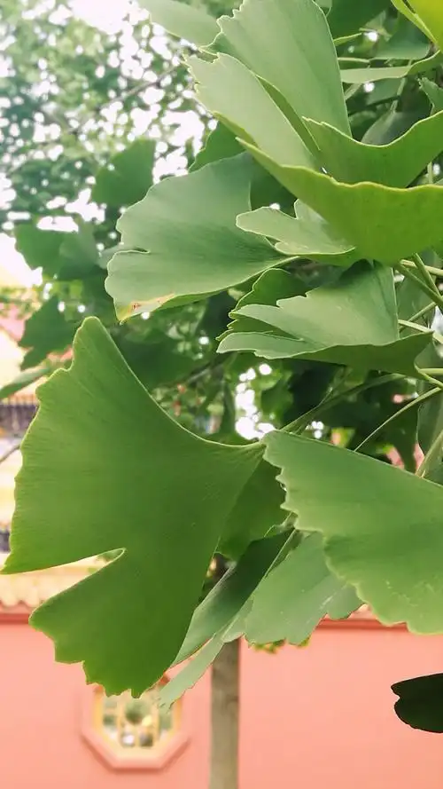 夏天的银杏摄影