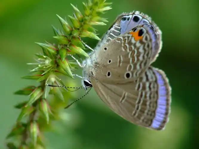 飞蛾图片昆虫飞蛾
