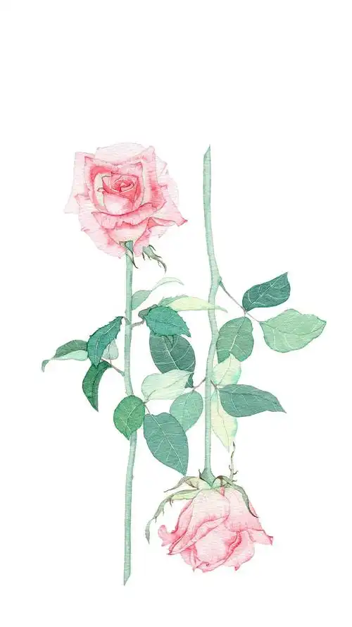小清新水彩 花卉|插画|商业插画|言汐儿_ - 原创作品 - 站酷 (zcool)