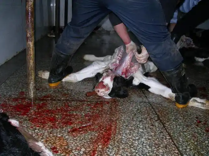 羽绒服背后的血腥