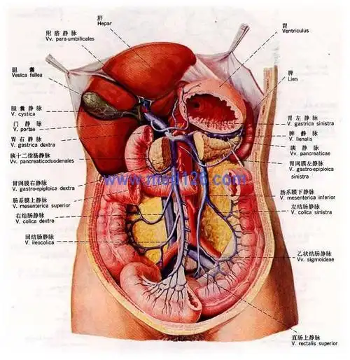 门静脉高压症手术相关解剖