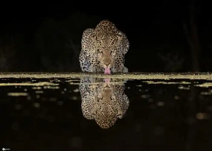 摄影师抓拍肯尼亚野生动物水中倒影 诠释另类对称之美
