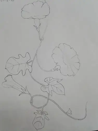 零基础自学彩铅03——牵牛花