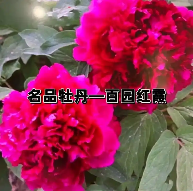 百园红霞#牡丹种植 #国色天香牡丹花 #牡丹 #花卉绿植 # - 抖音
