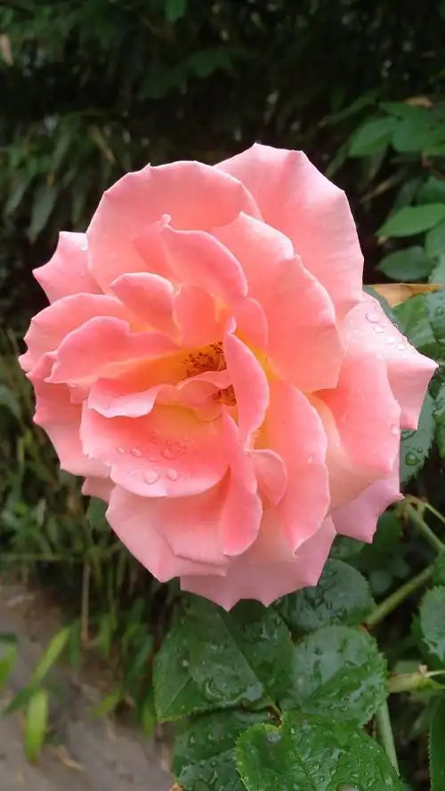 月季花一朵有一朵的姿态,真是美不胜收.