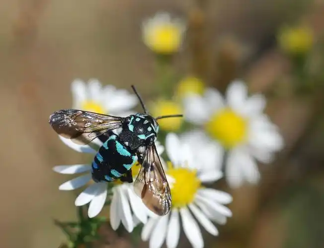 盾斑蜂的美丽不仅仅是漂亮的外表而是它萌萌的睡姿