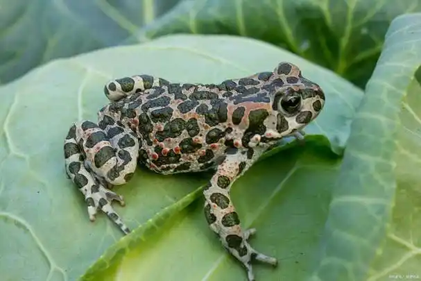 网纹蛙是一种分布广泛的两栖动物,它的身体有着独特的网状花纹,所以叫
