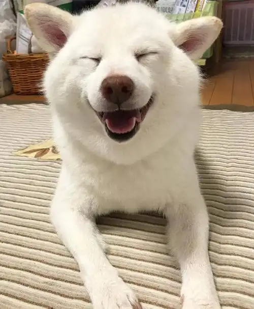 白色的柴柴,真的是傻白甜本柴了~_柴犬图片_狗扑柴犬网