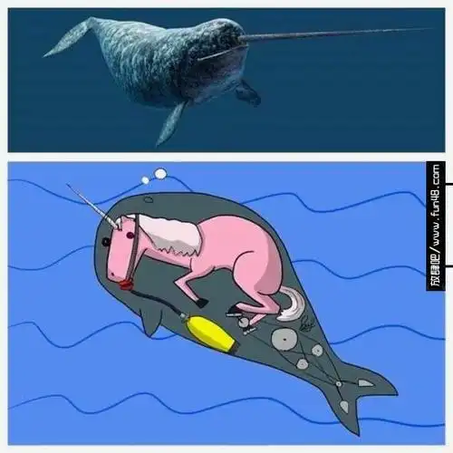 独角鲸的真相,里面都有一只独角兽的吗